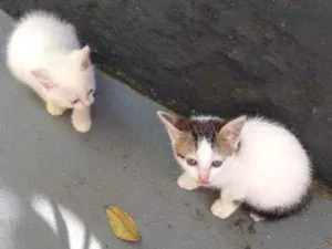 Gato raça Sem definição idade 2 a 6 meses nome Gato de rua