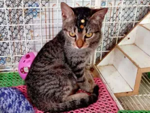 Gato raça Savannah idade 2 a 6 meses nome Jujuh