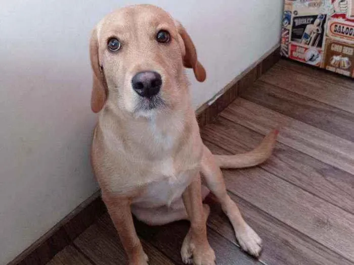 Cachorro ra a Vira Lata idade 7 a 11 meses nome Slip