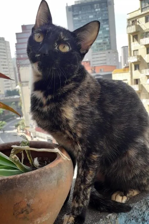 Gato raça SRD-ViraLata idade 2 a 6 meses nome ESCAMINHA DA ROSE