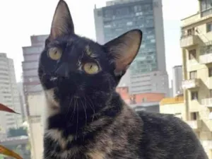 Gato raça SRD-ViraLata idade 2 a 6 meses nome ESCAMINHA DA ROSE