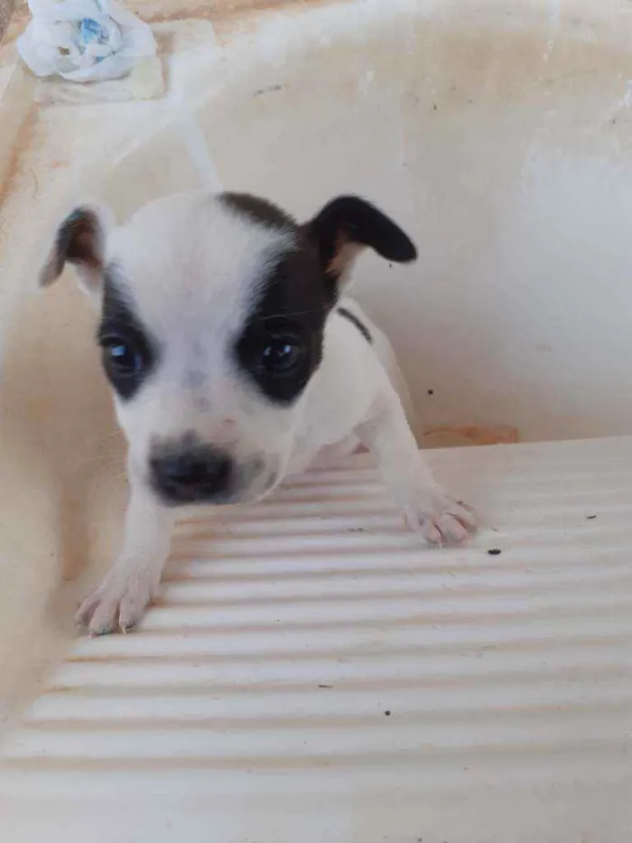 Cachorro raça Vira lata idade 2 a 6 meses nome Valendo 