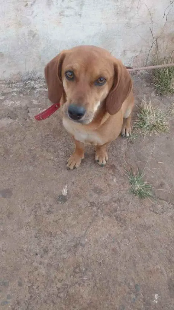 Cachorro ra a Pinsher + salsicha  idade 2 anos nome Julieta