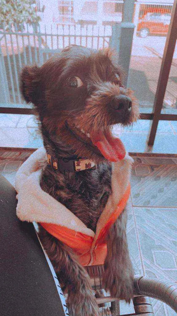 Cachorro ra a Vira lata  idade 1 ano nome Chanel