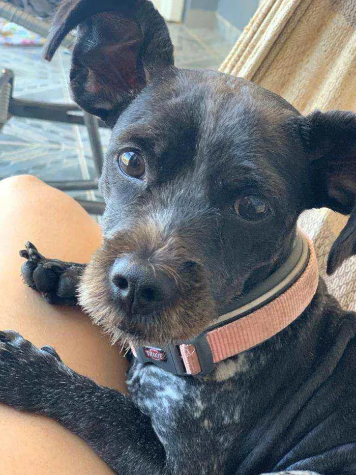 Cachorro ra a Vira lata  idade 1 ano nome Chanel