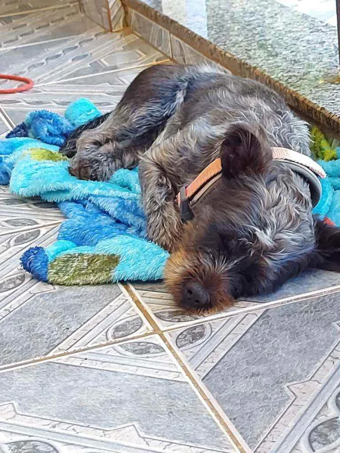 Cachorro ra a Vira lata  idade 1 ano nome Chanel