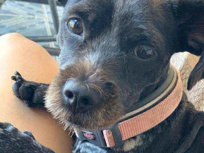 Cachorro ra a Vira lata  idade 1 ano nome Chanel