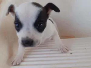 Cachorro raça Vira lata idade 2 a 6 meses nome Valendo 
