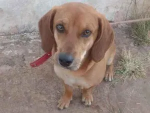 Cachorro raça Pinsher + salsicha  idade 2 anos nome Julieta