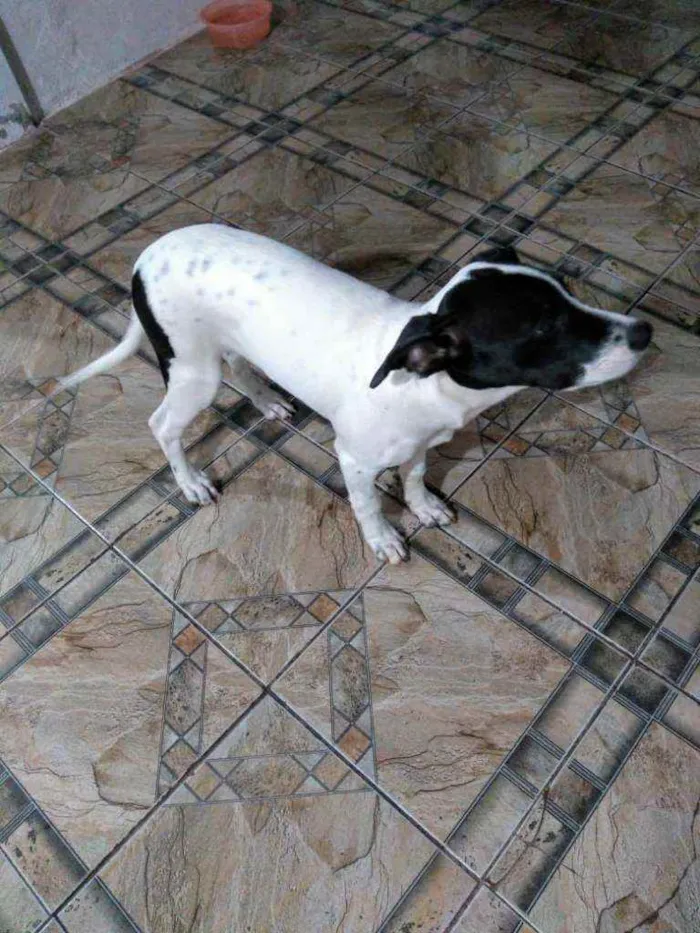 Cachorro ra a Sem raça definida idade 2 a 6 meses nome Lola