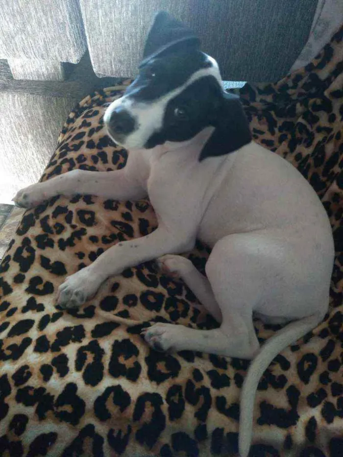 Cachorro ra a Sem raça definida idade 2 a 6 meses nome Lola
