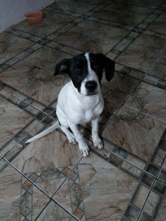 Cachorro ra a Sem raça definida idade 2 a 6 meses nome Lola
