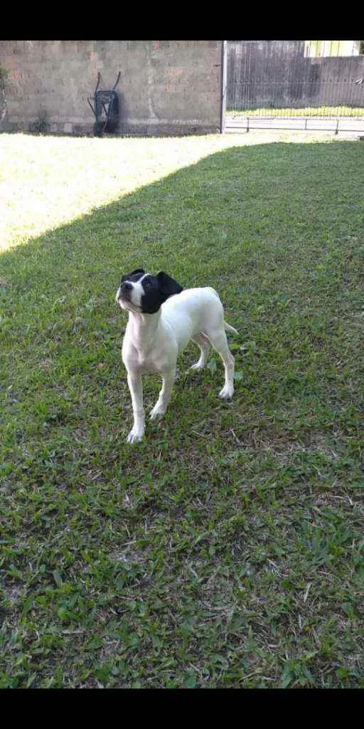 Cachorro ra a Sem raça definida idade 2 a 6 meses nome Lola