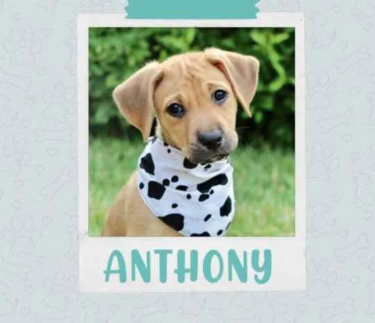 Cachorro raça SRD  idade 2 a 6 meses nome Anthony 