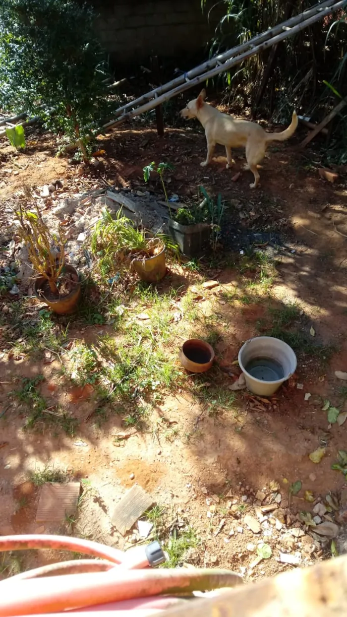 Cachorro raça Pastor suiço idade 5 anos nome Bel