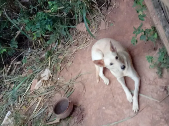 Cachorro raça Pastor suiço idade 5 anos nome Bel
