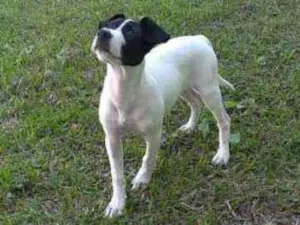 Cachorro raça Sem raça definida idade 2 a 6 meses nome Lola