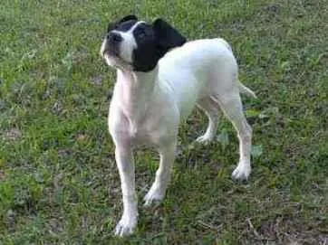 Cachorro ra a Sem raça definida idade 2 a 6 meses nome Lola