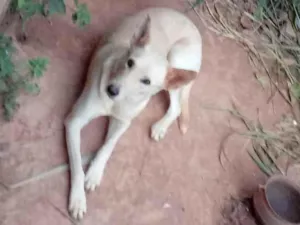 Cachorro raça Pastor suiço idade 5 anos nome Bel