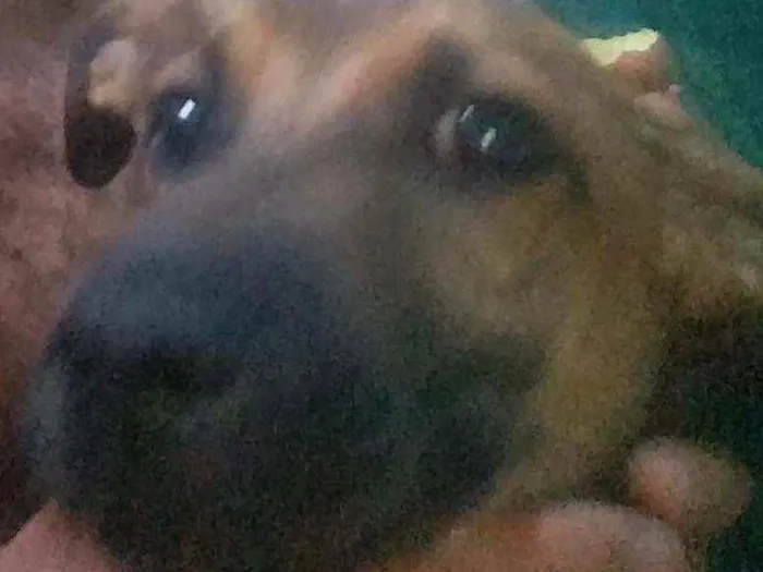 Cachorro raça RSD idade 7 a 11 meses nome Thor