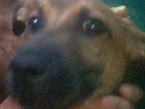 Cachorro raça RSD idade 7 a 11 meses nome Thor