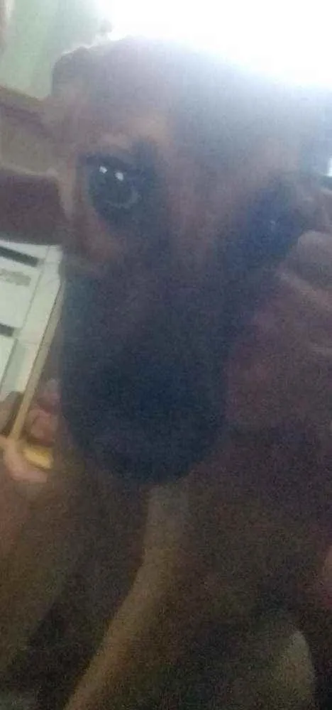 Cachorro raça RSD idade 7 a 11 meses nome Thor