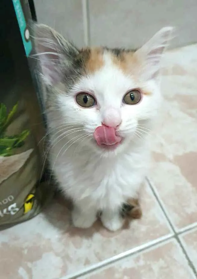 Gato raça  idade 2 a 6 meses nome Filhotes Eliana 