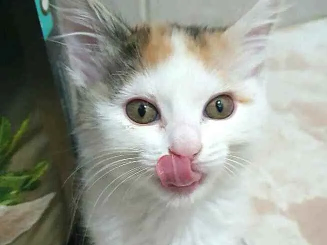 Gato raça  idade 2 a 6 meses nome Filhotes Eliana 