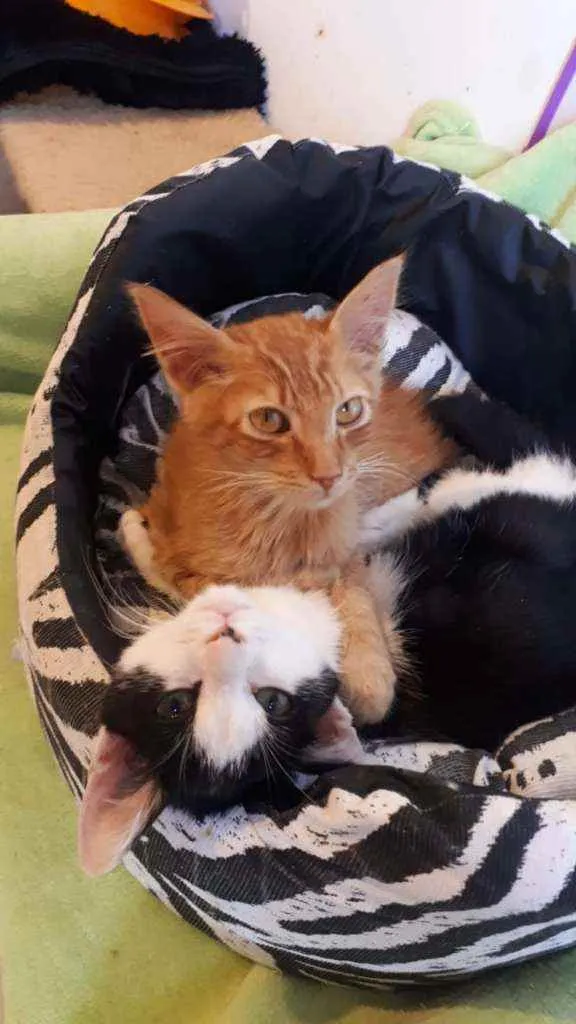 Gato raça  idade 2 a 6 meses nome Filhotes Eliana 