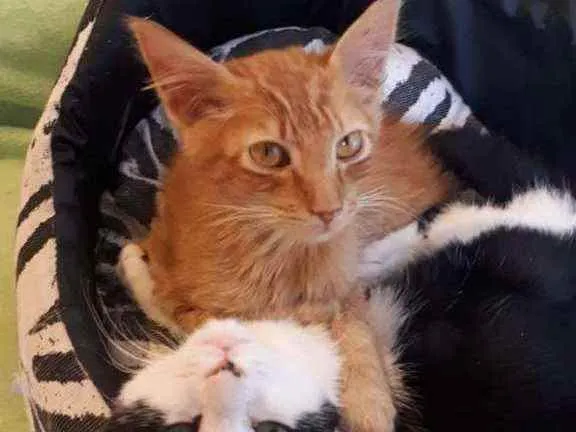 Gato raça  idade 2 a 6 meses nome Filhotes Eliana 