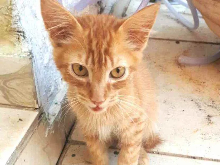 Gato raça  idade 2 a 6 meses nome Filhotes Eliana 