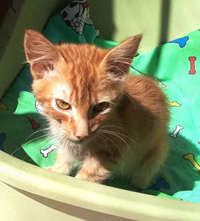 Gato raça  idade 2 a 6 meses nome Filhotes Eliana 