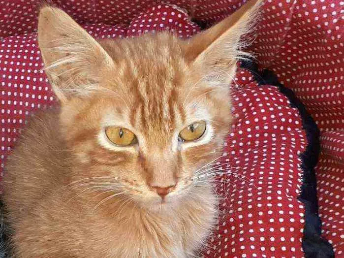 Gato raça  idade 2 a 6 meses nome Filhotes Eliana 