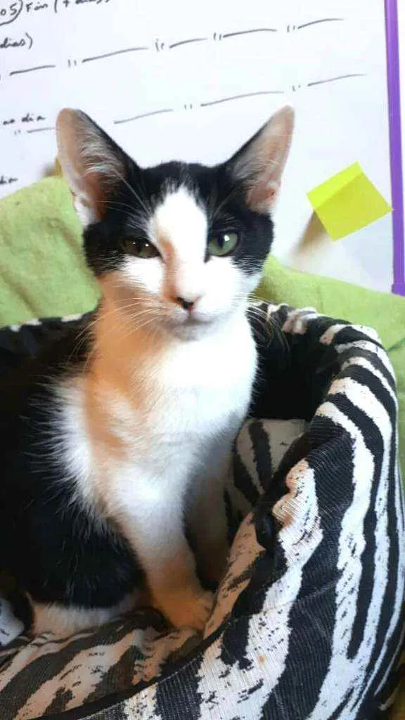 Gato raça  idade 2 a 6 meses nome Filhotes Eliana 