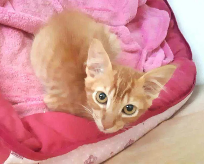 Gato raça  idade 2 a 6 meses nome Filhotes Eliana 