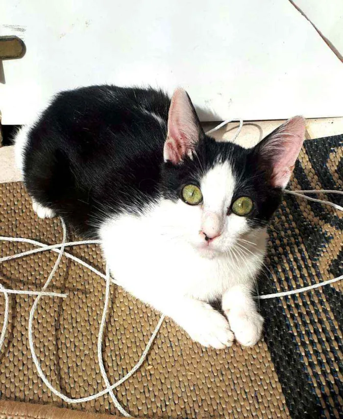 Gato raça  idade 2 a 6 meses nome Filhotes Eliana 