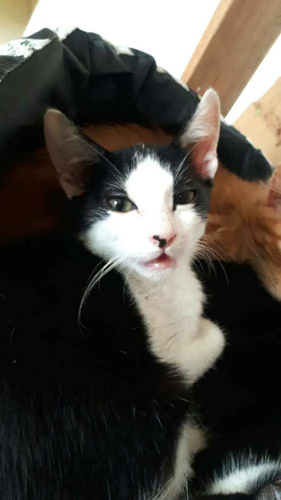 Gato raça  idade 2 a 6 meses nome Filhotes Eliana 