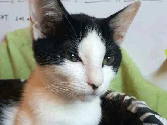 Gato raça  idade 2 a 6 meses nome Filhotes Eliana 