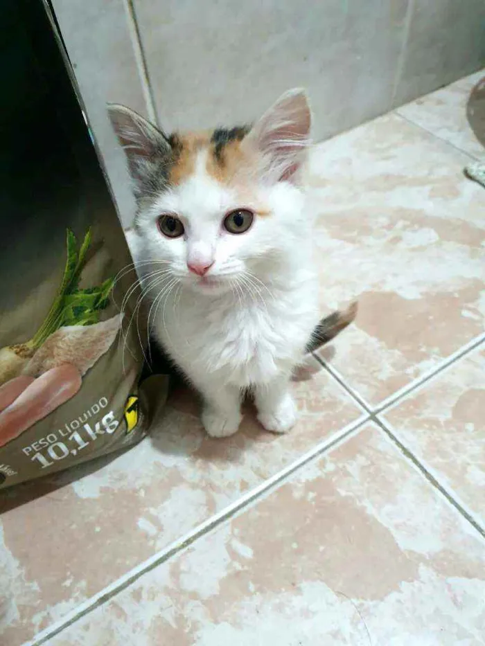 Gato raça  idade 2 a 6 meses nome Filhotes Eliana 