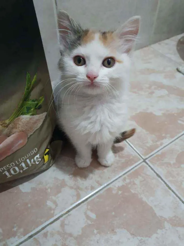 Gato raça  idade 2 a 6 meses nome Filhotes Eliana 