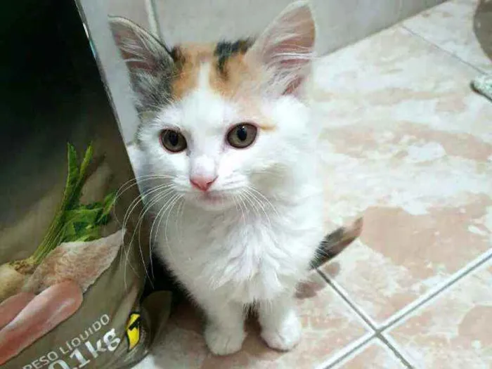 Gato raça  idade 2 a 6 meses nome Filhotes Eliana 