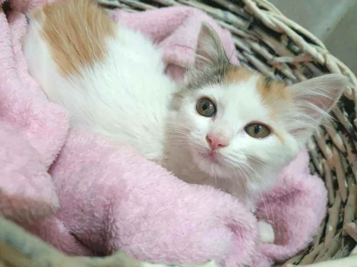 Gato raça  idade 2 a 6 meses nome Filhotes Eliana 