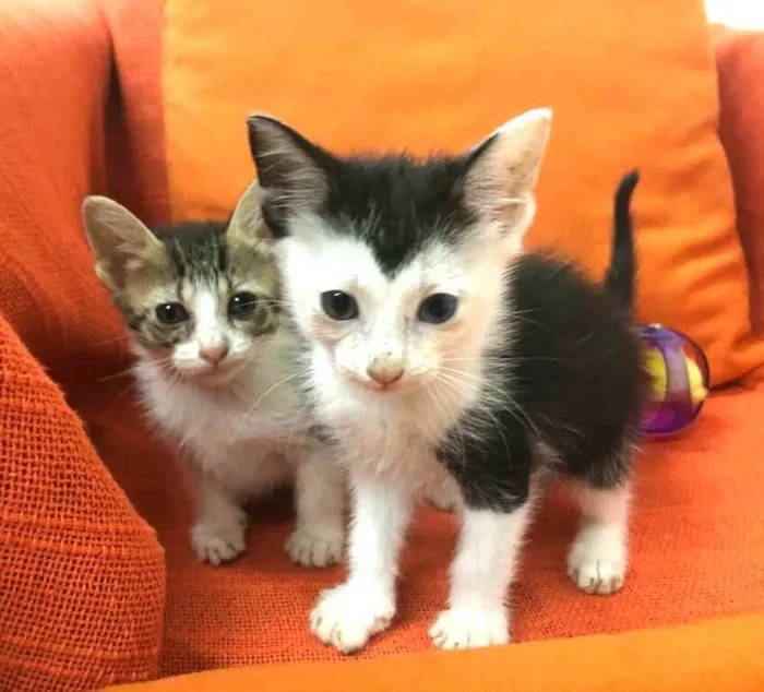 Gato raça  idade 2 a 6 meses nome Filhotes Anelly 