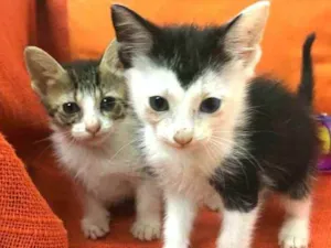 Gato raça  idade 2 a 6 meses nome Filhotes Anelly 