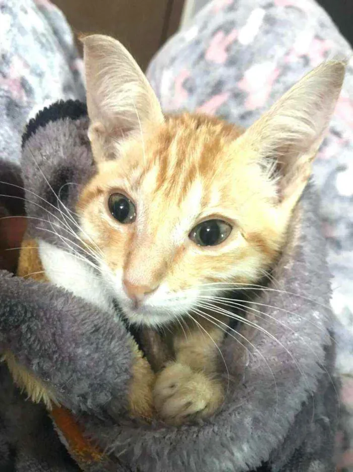 Gato raça  idade 2 a 6 meses nome Filhotes Anelly 