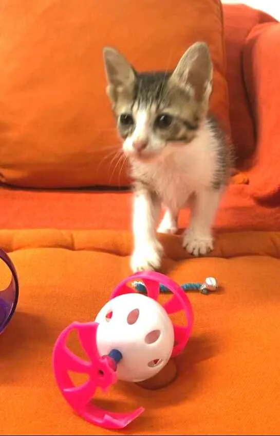 Gato raça  idade 2 a 6 meses nome Filhotes Anelly 