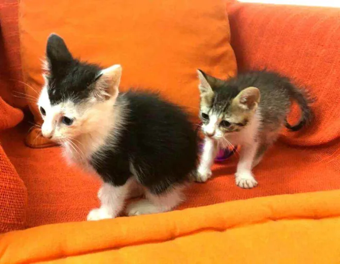 Gato raça  idade 2 a 6 meses nome Filhotes Anelly 