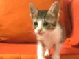 Gato raça  idade 2 a 6 meses nome Filhotes Anelly 