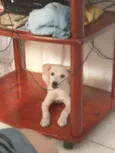 Lupinho