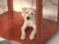 Lupinho